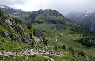 Natural variety found in an Alpine valley. Europe.
They were mainly taken in the Gran Paradiso valley, Italy. They were taken during a 7-day hike. From 1800 to 3100 meters altitude. 