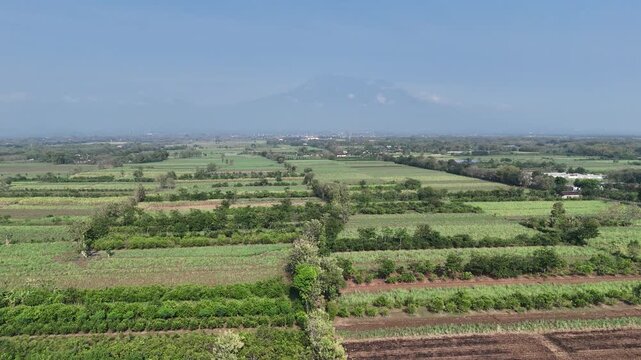 Drone Flyover: Newly Planted Sugarcane Fields with Mount Lawu Backdrop