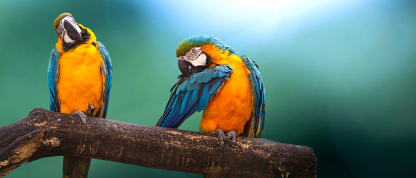 Pair of Ara Ararauna or blue-and-yellow Macaw parrot sitting on a tree - Powered by Adobe