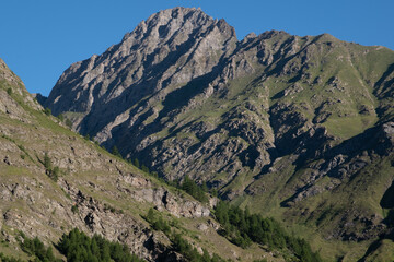 Natural variety found in an Alpine valley. Europe.
They were mainly taken in the Gran Paradiso valley, Italy. They were taken during a 7-day hike. From 1800 to 3100 meters altitude. 