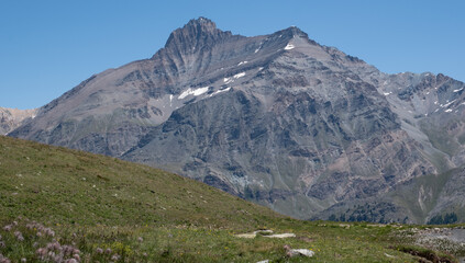 Natural variety found in an Alpine valley. Europe.
They were mainly taken in the Gran Paradiso valley, Italy. They were taken during a 7-day hike. From 1800 to 3100 meters altitude. 