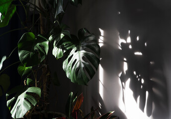 Green leaves of Monstera in the sunlight. Variegated Monstera leaves in the shade. Tropical leaf of green monstera on the background of the wall. The concept of the nature of domestic plants. Flowers. © Dmitry Presnyakov