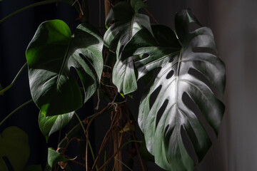 Green leaves of Monstera in the sunlight. Variegated Monstera leaves in the shade. Tropical leaf of green monstera on the background of the wall. The concept of the nature of domestic plants. Flowers.