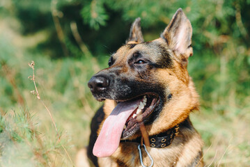 black and brown East European Shepherd sits in forest in hot sunny summer day, closeup view of head, tongue out, dogwalking concept