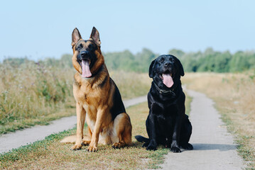 Obraz premium two dogs sit on footpath in field, black and brown East European Shepherd and black Labrador, dogwalking concept