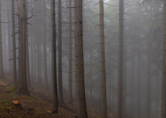 Fog in a pine forest. Tree trunks in the forest seen through the fog © sebi_2569
