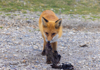 A fox playing with garbage. Pollution in nature