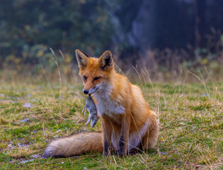 Close-up of a red fox - Vulpes vulpes with a rat in its mouth