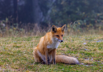 Close-up of a red fox - Vulpes vulpes