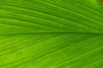 Vibrant Green Leaf Texture with Detailed Veins for a Fresh Natural Background