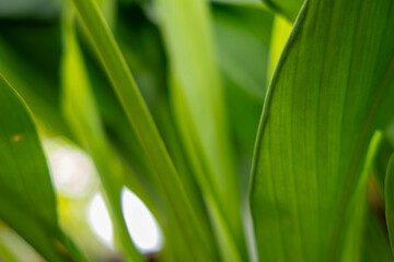Vibrant Green Foliage with Soft Bokeh and Natural Light