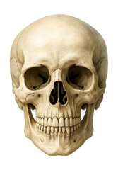 Obraz premium Realistic human skull bone anatomy with visible teeth.