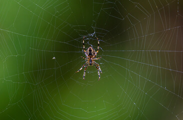 Close-up of an Araneus diadematus spider standing on its web