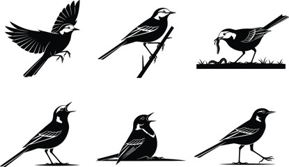 Bird silhouettes in flight, perched, singing, walking, feeding, vector illustration, black shape, wildlife pose, nature icon, animal behavior, stock art