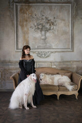 An elegant girl with two greyhounds in a vintage interior with a sofa