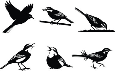 Bird silhouettes vector set, flying bird, perched bird, singing bird, pecking bird, wildlife clipart, black silhouette, nature illustration, animal pose