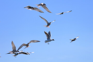 Fototapeta premium common tern