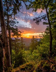Scenic sunset through forest canopy