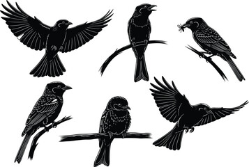 Bird silhouettes, flying and perched, realistic vector illustration, nature wildlife, black shapes, branches, insect catch, avian behavior, anatomy study, artistic reference