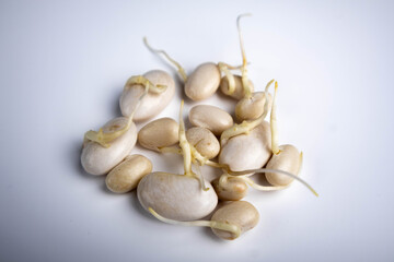 White sprouted beans ready to be planted in the soil on a white background