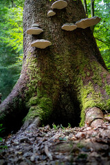 Tree trunk with moss and polypore fungi