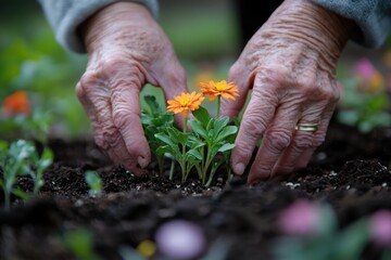 Elderly hands gently planting vibrant orange flowers in rich dark soil, a scene of nurturing and growth.