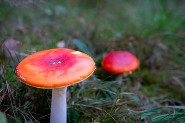 Red fly agaric mushroom in the forest