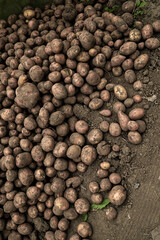 Harvest potatoes. Autumn harvest. A grounded, hands-on moment of harvest and organic farming. Freshly harvested potatoes in a field. Harvesting organic potatoes. Agriculture and farming.