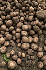 Harvest potatoes. Autumn harvest. A grounded, hands-on moment of harvest and organic farming. Freshly harvested potatoes in a field. Harvesting organic potatoes. Agriculture and farming.