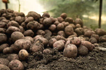 Harvest potatoes. Autumn harvest. A grounded, hands-on moment of harvest and organic farming....