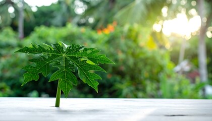 Papaya seedling on a weathered wood surface with a lush green foliage background