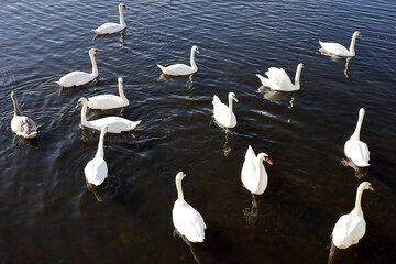 White swans swimming on a river, reflection on water surface