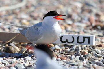 common tern