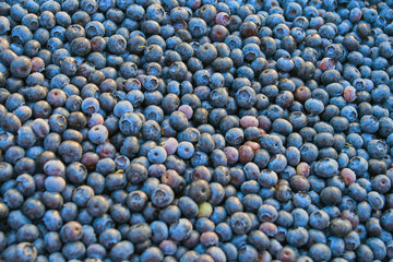 Freshly picked organic blueberries in fruit crates prepared for selling on a market.