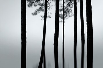 Obraz premium Monochromatic forest scene in mist