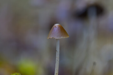 single brown mushroom with white stems, possibly helmet mushroom, solitary poisonous brown mushroom, Mycena, pretty mycelium with brown cap and background