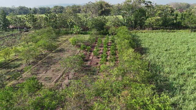 Drone Flyover: Intercropping Young Sugarcane and Pomelo Plantation