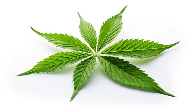 A photo of a single hemp leaf on a flat surface