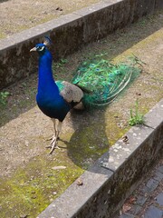 Vibrant peacock standing on mossy steps