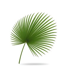 Fan-Shaped Green Leaf  Botanical Design Element