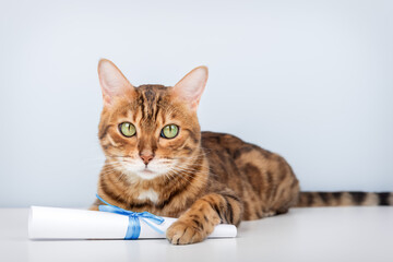 Bengal cat with a paper scroll on a light blue background