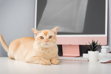 A Burmese cat is relaxing on a desk.