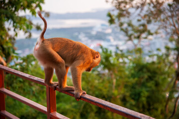 A Monkey Skilfully Balancing on a Railing While Overlooking a Beautiful Scenic Landscape