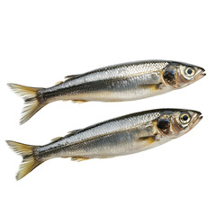Fototapeta premium Two whole capelin fish seafood ingredient studio shot isolated transparent background