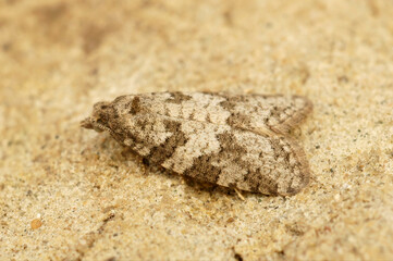 Closeup on a small Tortricid moth, the meadow shade or Cnephasia pasiuana