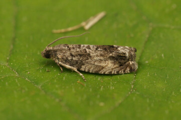 Closeup on a Large Beech piercer micro moth, Cydia fagiglandana