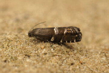 Closeup on an Obscure Silver-striped Piercer, Cydia cosmophorana