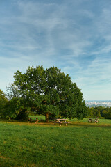 Vertical wide shot of a majestic oak tree surrounded by benches and picnic tables on a lush meadow. Autumn leaves and view toward Vienna create peaceful scenery.