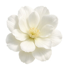 Elegant white flower illustration.