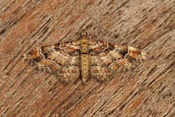 Closeup on a small Double-striped Pug moth, Gymnoscelis rufifasciata with spread wings